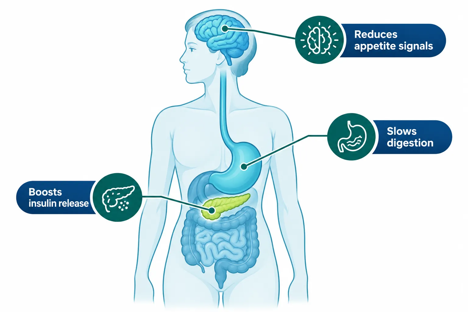 What Are GLP-1 Drugs and How Do They Work